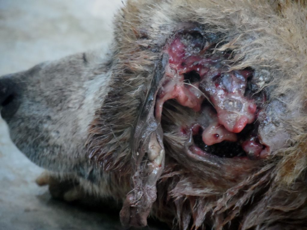 A bitten dog brought to camp for treatment of its infested ear