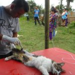 Cat getting its hair trimmed for spay