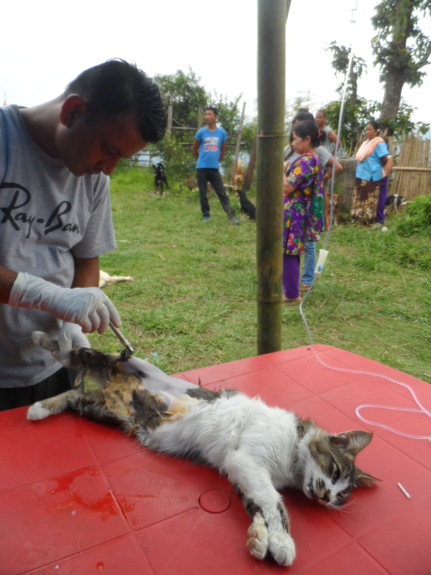 Cat getting its hair trimmed for spay