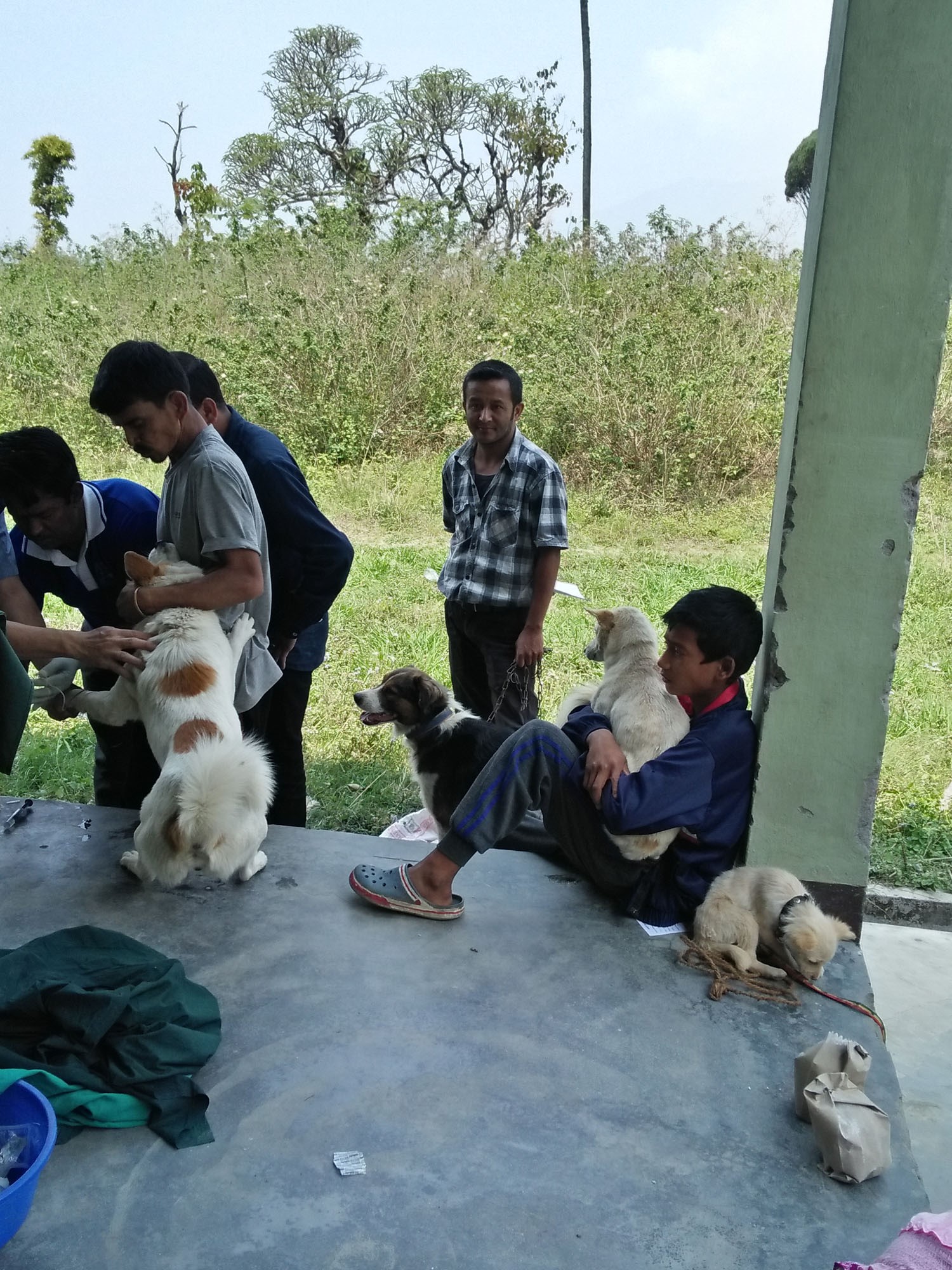 Dogs with their owners for the yearly anti-rabies vaccination and the one behind for treatment of parvo