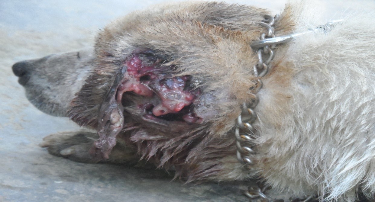 A bitten dog brought to camp for treatment of its infested ear