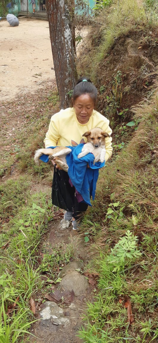 An owner takes her pet dog home after she is spayed by the KAS team