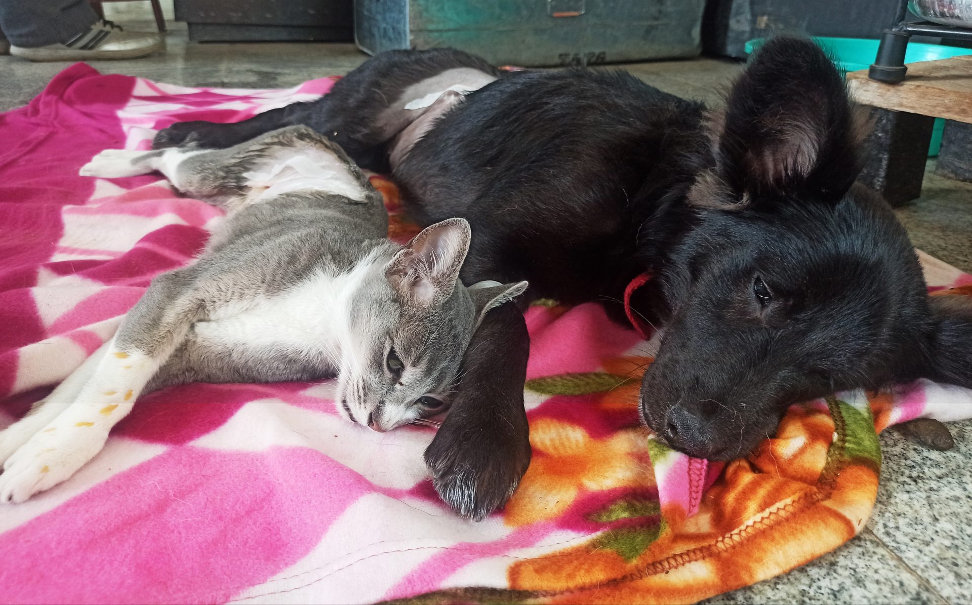 Cat & dog just after spaying at KAS