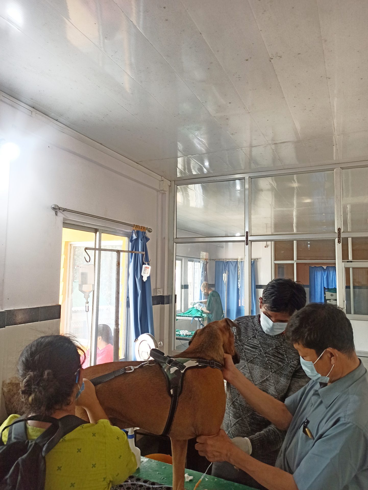 Dog getting prepped for spaying at KAS