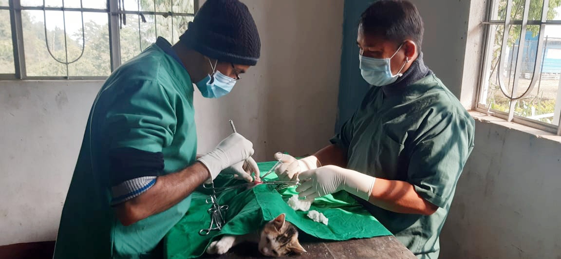 Dr. Deo and Lil spaying a cat at Village camp