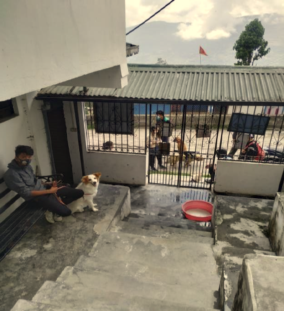 Darjeeling Animal Shelter Weekly Report to December 2021