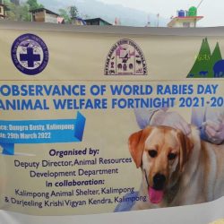 Weekly report update from Kalimpong &Darjeeling Animal Shelter