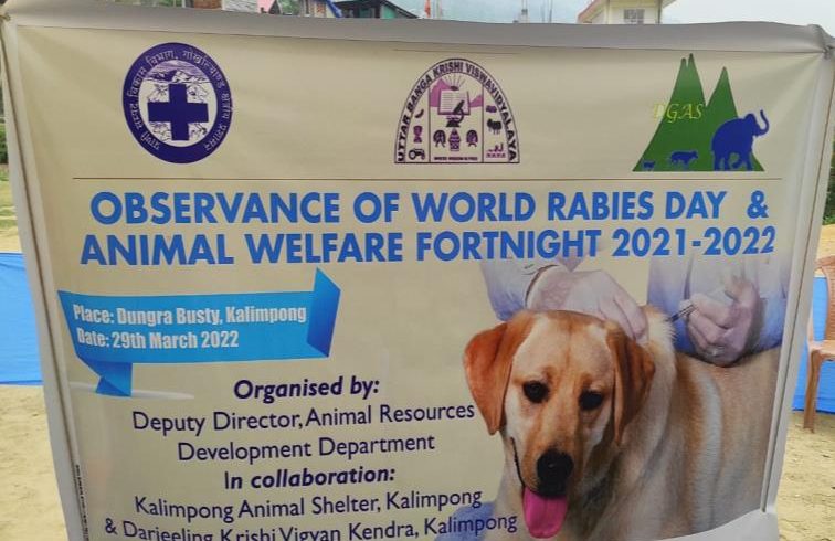 Weekly report update from Kalimpong &Darjeeling Animal Shelter