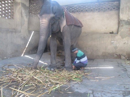 Emaciated Elephants chained at the feet develop painful foot problems. Pic: PETA Asia