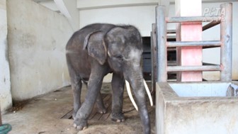 A baby elephant chained and abused for tourists. Pic: PETA India