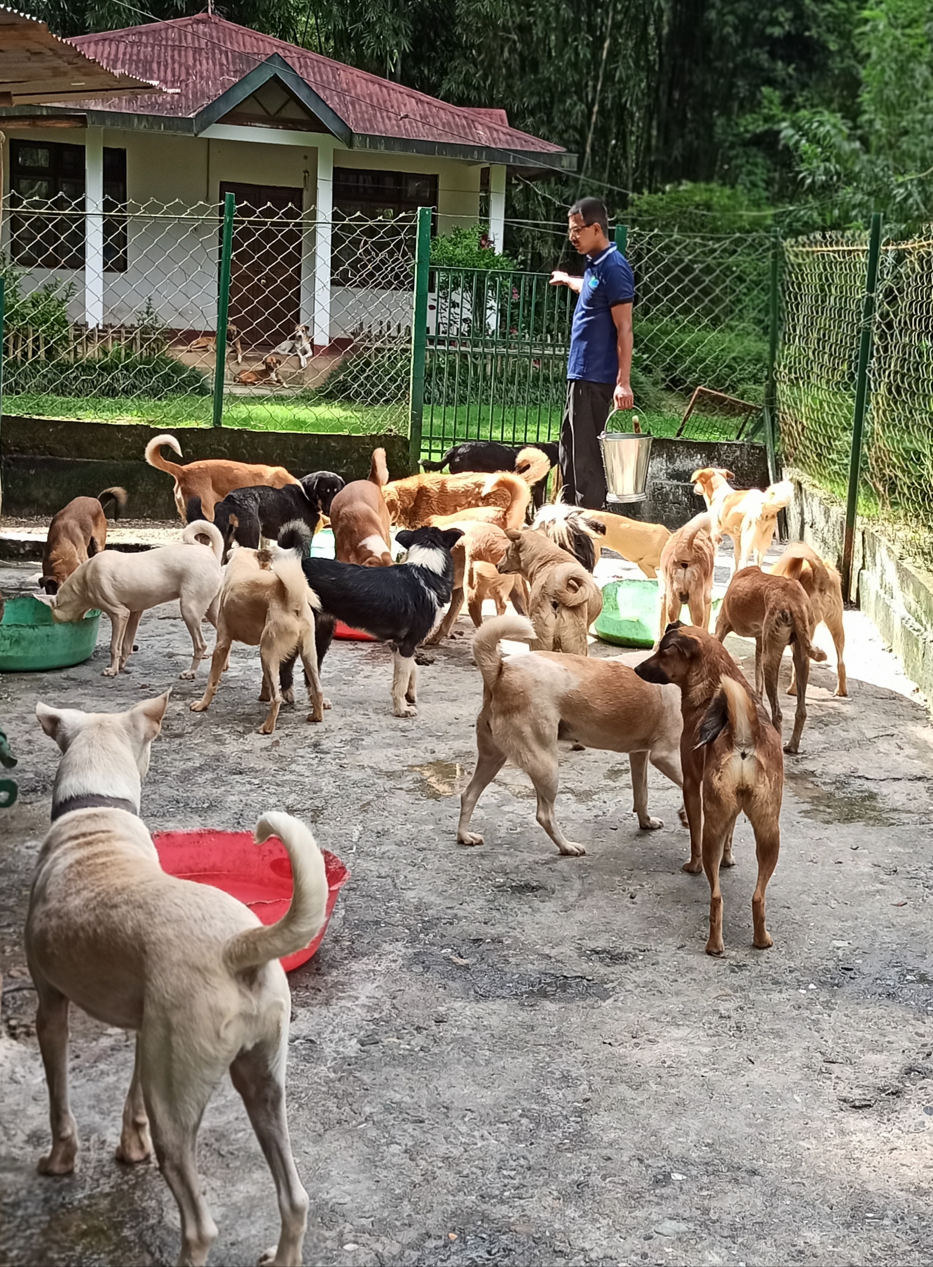 Feeding time for the Shelter dogs. All of these dogs are mostly rescue and surrenders