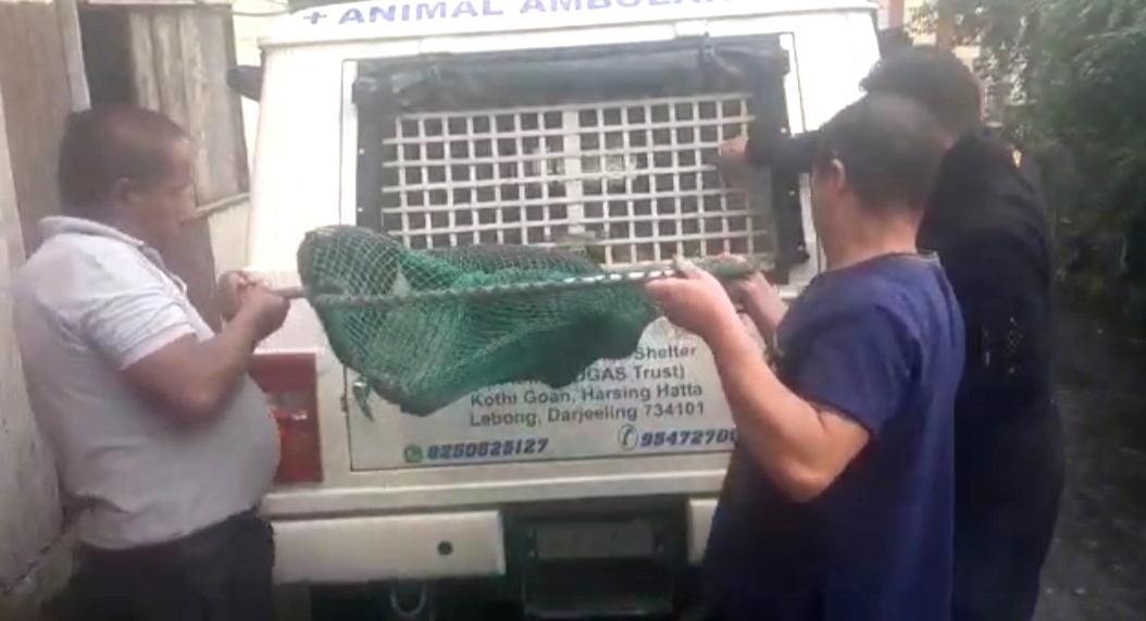 The dogs is taken to DAS via ambulance for spaying