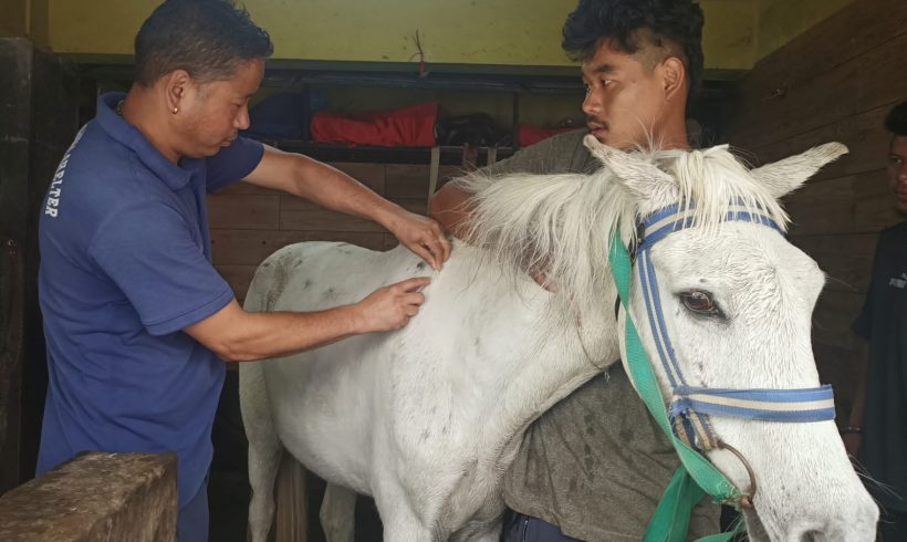 Health camp for the Ponies