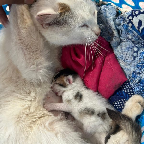 Darjeeling Animal Shelter